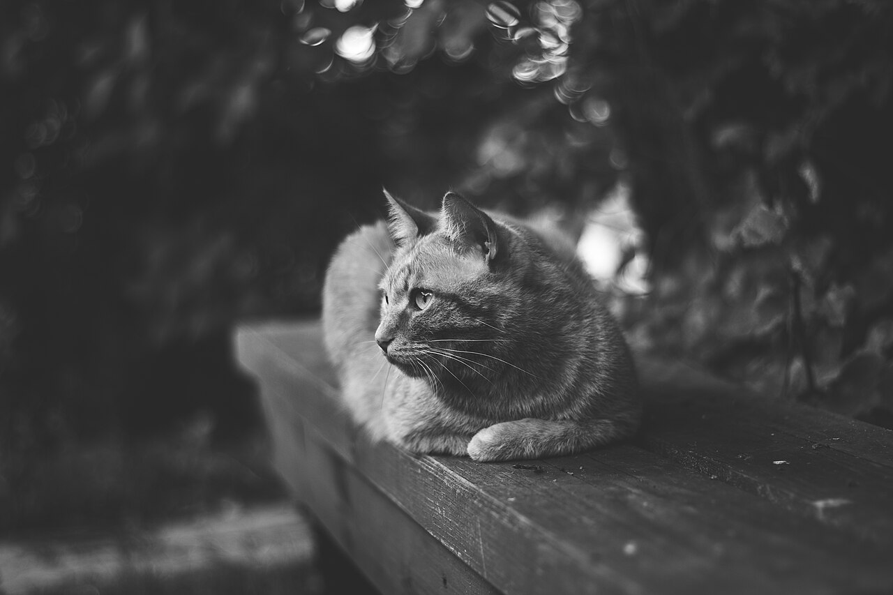 A cat holding a whisk beside a bowl with egg on its whiskers