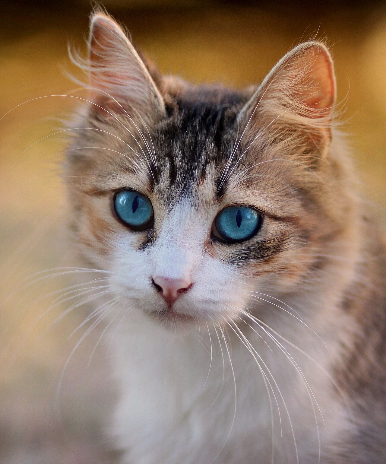 A cat in an apron looking nervously at a chopping board