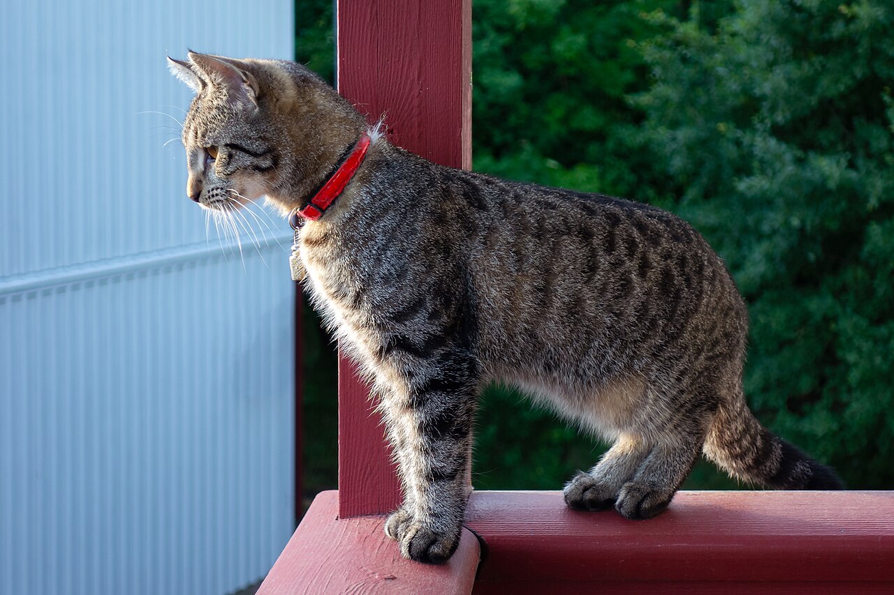 A cat in a chef's apron stirring a very large pot