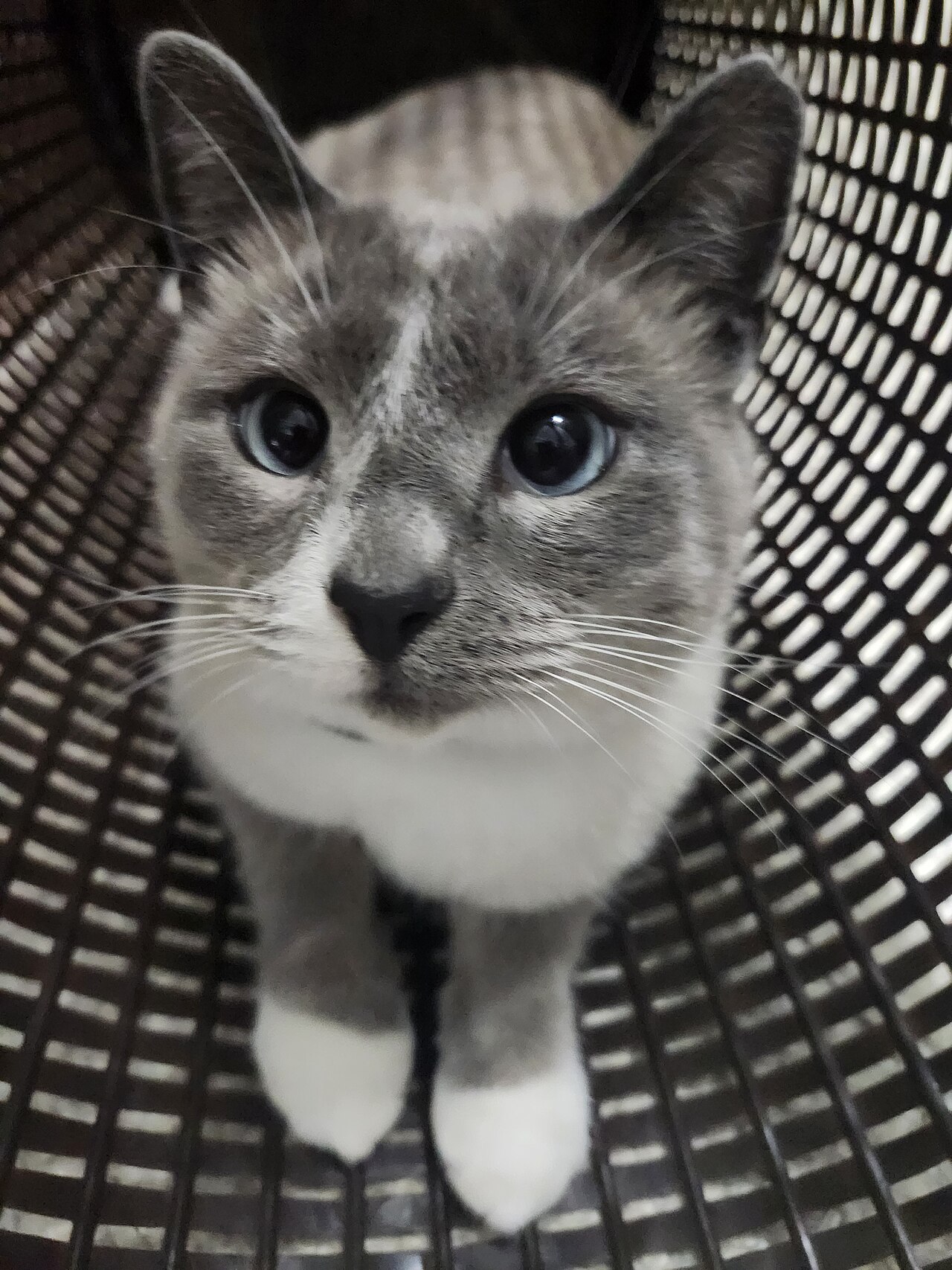 A cat peering into an open kitchen cupboard full of utensils