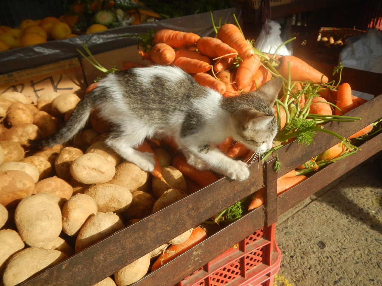 A small cat in a graduation cap standing at a lectern