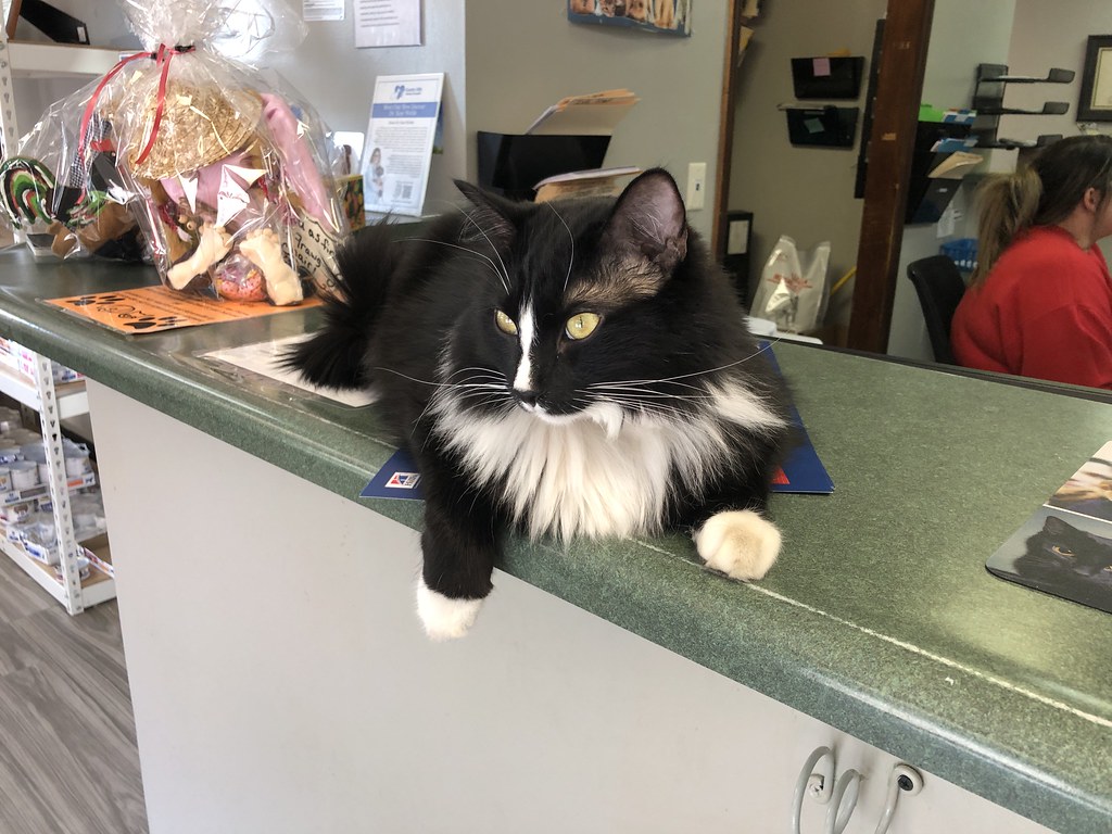 About Kitty Kitchen Culinary School